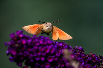 Summer poetic photo. Hummingbird hawk-moth floats around flowering summer lilac (butterfly bush) and sucks a nectar. Macroglossum stellatarum, Buddleia davidii.