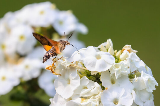 Summer poetic photo. Hummingbird hawk-moth floats around white summer flower and sucks a nectar. Macroglossum stellatarum, Phlox paniculata.