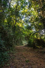 Dirt road in the brazilian forest
