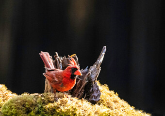Red male Cardinal perches on a stump with a dark background.