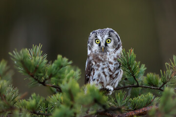 Close -up portrait of tiny brown owl with shining yellow eyes and a yellow beak in a beautiful natural environment. Boreal owl known also as Tengmalm‘s Owl or Richardson’s Owl, Aegolius funereus.
