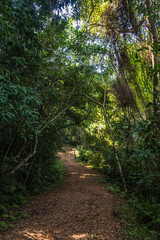 Fototapeta na wymiar Dirt road in the brazilian forest