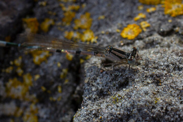 Damselflies from the family lestidae on concrete close-up