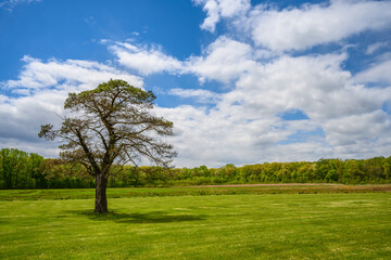 Fototapeta na wymiar Tree in a Meadow