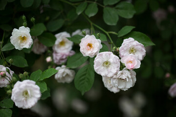 bunch of white and light pink roses blossoming in summer