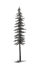 Black Spruce Tree B&W