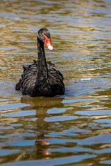 Fototapeta premium Black swan at a little lake in the wilderness of Australia at a hot and sunny day.