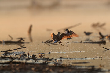 Spring mood. A couple of little waders in courtship at sunrise time. Wood sandpiper, Tringa glareola