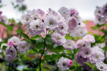 bunch of white and light pink roses blossoming in summer