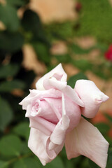 Detalhe de rosa em jardim.
