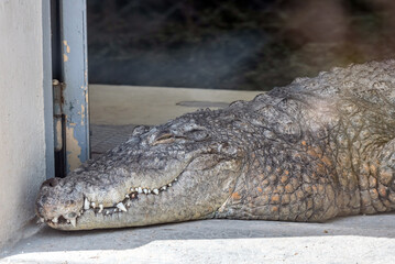 crocodile au parc de la tête d'or à Lyon