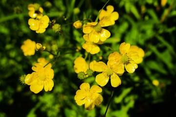 fiori gialli selvatici di montagna