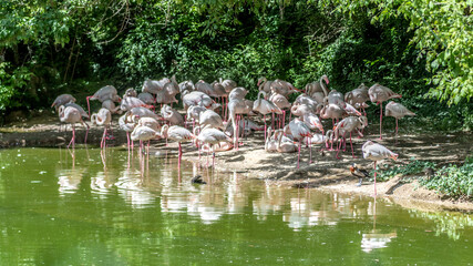 flamants roses - flamingos