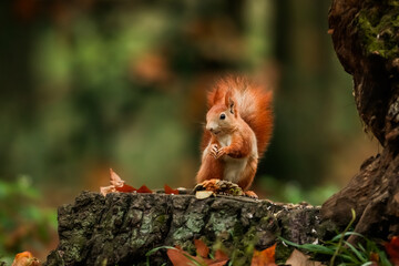 Close-up portrait of red squirrel in natural environment. Eurasian red squirrel, Sciurus vulgaris.