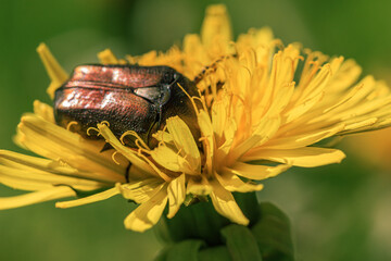 cockchafer bug eating pollen in dandelion