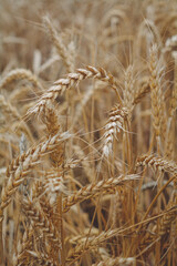 ears of golden wheat 