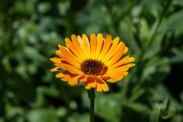 singular marigold flower in the garden