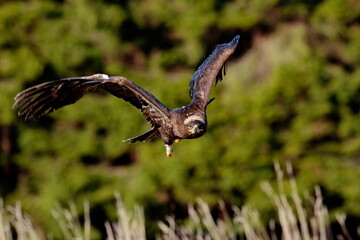 A great strong bird of prey Steppe Eagle, Aquila nipalensis, flying over the grass directly to the photographer, green forest in the background.