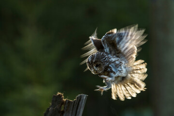 Beautiful landing owl in the backlight, feathers of wings and tail illuminated by the morning sunshine. Tawny Owl, Strix aluco.