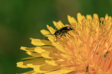 Green bug in yellow dandelion pollen