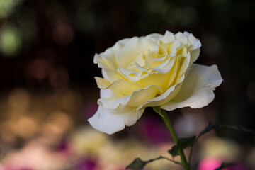 light yellow coloured rose close up under macro lense