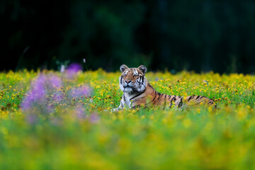 The largest cat in the world, Siberian tiger, Panthera Tigris altaica, on the meadow full of yellow...