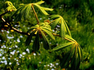 młode liście  © Gerard