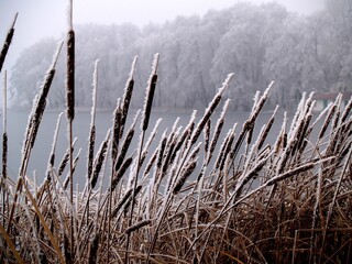 oszronione pałki wodne , zima