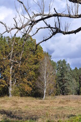 Krajobraz mazurski z drzewami.
