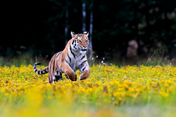 The largest cat in the world, Siberian tiger, Panthera Tigris altaica, running across a meadow full of yellow flowers directly to the camera. Impressionistic scene of the top predator in a nature.