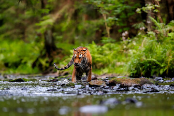 The largest cat in the world, Siberian tiger, hunts in a creek amid a green forest. Top predator in a natural environment. Panthera Tigris Altaica.