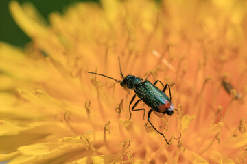 Green bug in yellow dandelion pollen