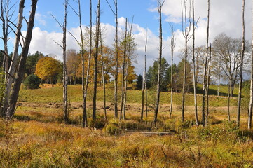 Obraz premium Mazury - wyschnięte drzewa