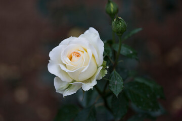 white rose close up with macro lense