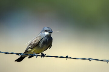 A Cassin’s Kingbird on a barbed-wire fence in New Mexico’s high desert in spring