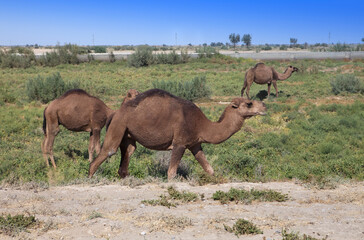 Camels go along the road. Uzbekistan