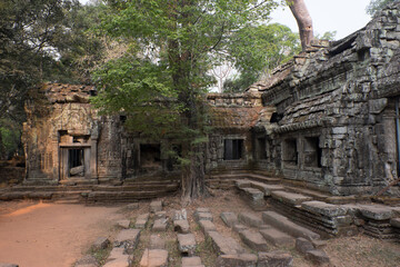 ⁨Ta Prohm and trees