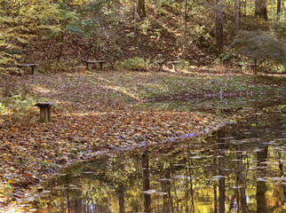 Wooden benches on the edge of a pond with Autumn leaves and reflections