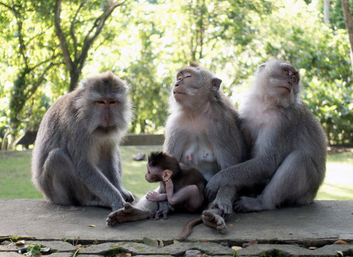 Three macaques and a cub in a monkey forest in Bali..