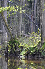 Polska - Mazury - Warmia. Jezioro Omulew. Krajobraz.