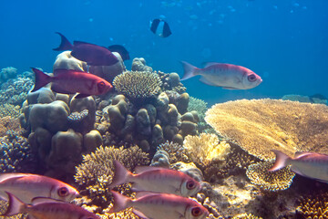 Fishes in corals. Maldives. Indian ocean.