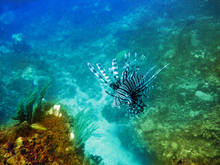lionfish (Pterois volitans) under water..