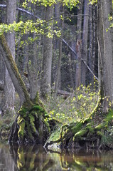 Fototapeta premium Polska - Mazury - Warmia. Las.