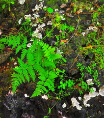 Woodland Fern and lichen growing on a mossy rock in the forest