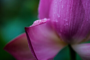 lotus flower close up under macro lense
