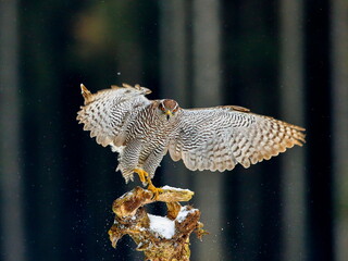 Bird of prey landing in a dark forest. Close-up portrait. Goshawk, Accipiter gentilis