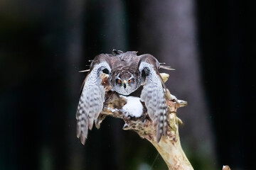 Bird of prey landing in a dark forest. Close-up portrait. Goshawk, Accipiter gentilis