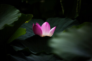 light pink lotus flower with leaves