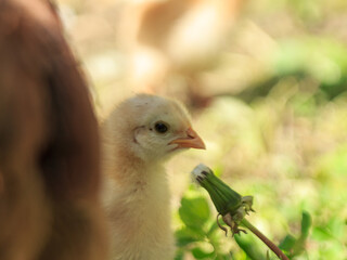Yellow fluffy farm chicken bird baby chick