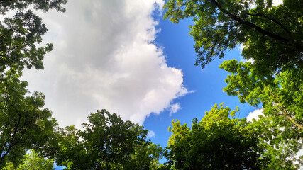 Fototapeta premium View of the blue sky through the green foliage of trees and white clouds